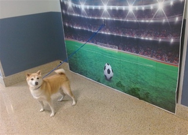 Shelter Stray Male Dog last seen Near BLOCK BROKLINE DR, Doral, FL 33122