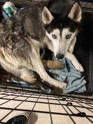 Shelter Stray Male Dog last seen Near BLOCK SILVER FOX DR,63034, Olivette, MO 63132