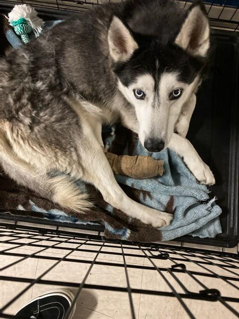 Shelter Stray Male Dog last seen Near BLOCK SILVER FOX DR,63034, Olivette, MO 63132
