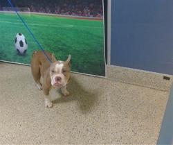 Shelter Stray Male Dog last seen Near BLOCK NW 79 ST, Doral, FL 33122