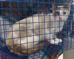 Shelter Stray Unknown Cat last seen Near BLOCK S TRIPLE X RD, Oklahoma City, OK 73129