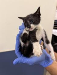 Shelter Stray Female Cat last seen Near BLOCK W 31 ST, Doral, FL 33122