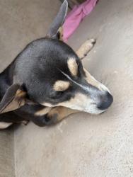 Shelter Stray Unknown Dog last seen Near BLOCK SE 48TH ST, OKLAHOMA CITY OK 73129, Oklahoma City, OK 73129