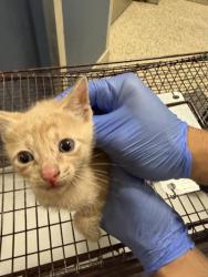 Shelter Stray Male Cat last seen Near BLOCK W 31 ST, Doral, FL 33122