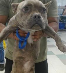 Shelter Stray Female Dog last seen N I-35 SERVICE RD, Oklahoma City, OK 73129