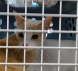 Shelter Stray Unknown Cat last seen Near BLOCK SW 46TH ST, Oklahoma City, OK 73129