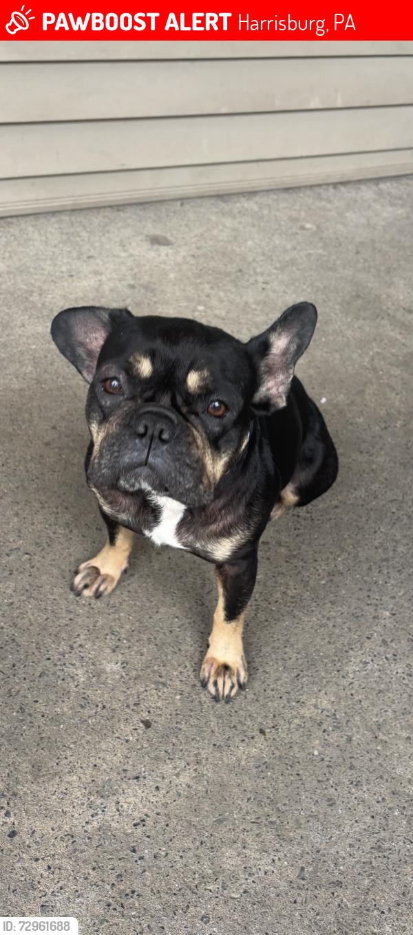 Lost Female Dog last seen Near 1/2 walnut st Harrisburg pa 17109, Harrisburg, PA 17109