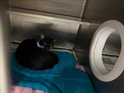 Shelter Stray Male Cat last seen , Chatsworth, CA 91311
