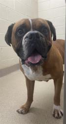 Shelter Stray Male Dog last seen S POST RD, Shelby, NC 28150