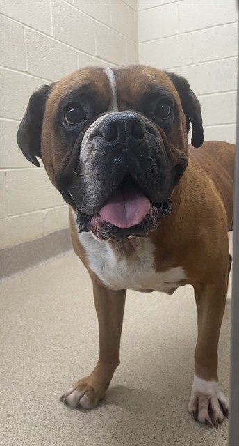 Shelter Stray Male Dog last seen S POST RD, Shelby, NC 28150