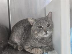 Shelter Stray Male Cat last seen Near BLOCK BRANIFF NW, Albuquerque, NM 87121