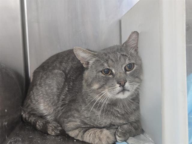 Shelter Stray Male Cat last seen Near BLOCK BRANIFF NW, Albuquerque, NM 87121