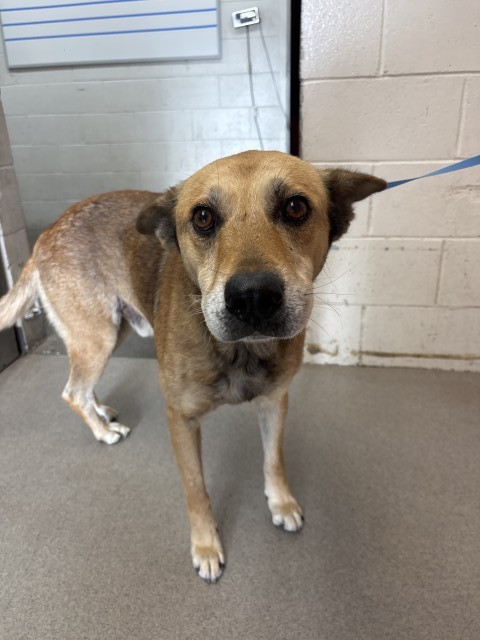 Shelter Stray Male Dog last seen Near BLOCK 8TH ST, San Bernardino, CA 92401
