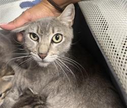 Shelter Stray Female Cat last seen , Bakersfield, CA 93307