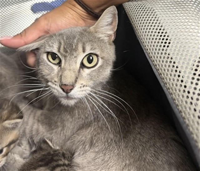 Shelter Stray Female Cat last seen , Bakersfield, CA 93307