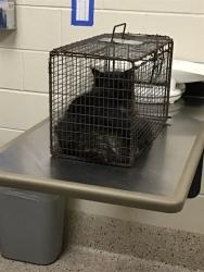 Shelter Stray Unknown Cat last seen Near BLOCK COLUMBINE WAY, Brighton, CO 80601