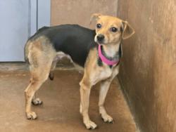 Shelter Stray Female Dog last seen , Los Angeles, CA 91405