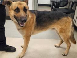 Shelter Stray Male Dog last seen , Los Angeles, CA 91405