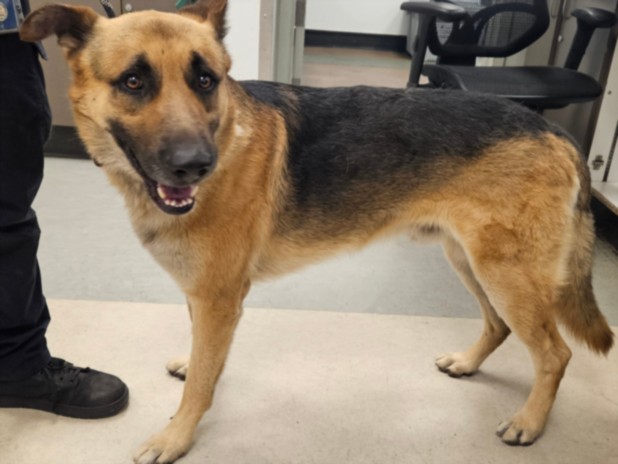 Shelter Stray Male Dog last seen , Los Angeles, CA 91405