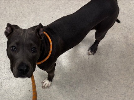 Shelter Stray Female Dog last seen , 14409 Vanowen St, Van Nuys, CA 91405, USA