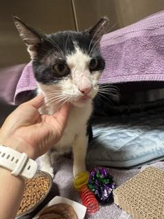 Shelter Stray Male Cat last seen Near BLOCK W TRIDENT, Alameda, CA 94501