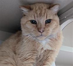 Shelter Stray Unknown Cat last seen Near BLOCK W BAYAUD AVE, DENVER CO 80223, Denver, CO 80223
