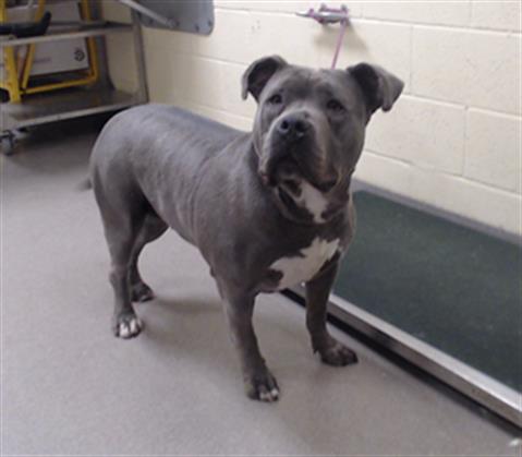 Shelter Stray Female Dog last seen Near BLOCK W BAYAUD AVE, DENVER CO 80223, Denver, CO 80223