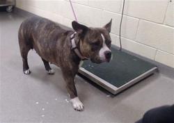 Shelter Stray Female Dog last seen Near BLOCK W FLORIDA AVE, DENVER CO 80223, Denver, CO 80223