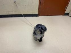 Shelter Stray Male Dog last seen Near BLOCK N 48TH ST, Milwaukee, WI 53215