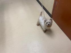 Shelter Stray Female Dog last seen Near BLOCK W THURSTON, Milwaukee, WI 53215