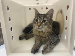 Shelter Stray Female Cat last seen Near BLOCK S 35TH ST, Milwaukee, WI 53215