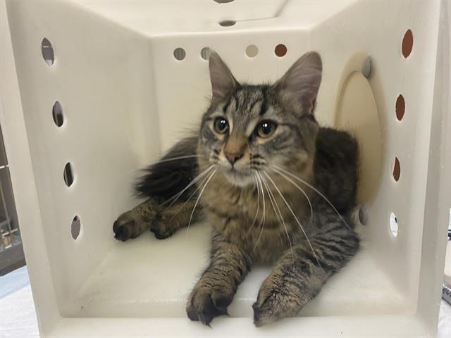 Shelter Stray Female Cat last seen Near BLOCK S 35TH ST, Milwaukee, WI 53215