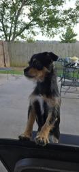 Found/Stray Female Dog last seen SW 33rd and Cedar Valley Rd, Moore, OK 73170