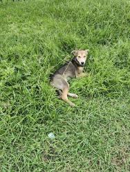 Shelter Stray Female Dog last seen ZARZAMORA ST AND PEREZ ST, San Antonio, TX 78227
