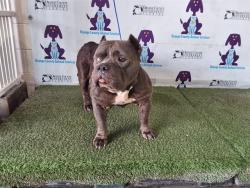 Shelter Stray Female Dog last seen , Orlando, FL 32839
