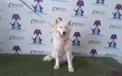 Shelter Stray Female Dog last seen , Orlando, FL 32839