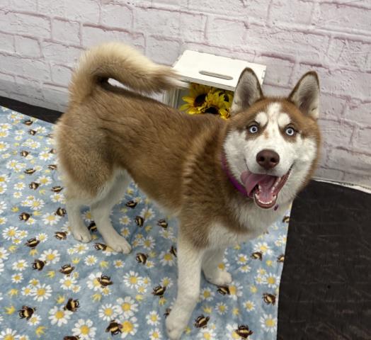Shelter Stray Female Dog last seen Near BLOCK MORANG DR, DETROIT MI 48224, Detroit, MI 48211