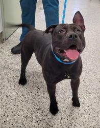 Shelter Stray Male Dog last seen Near BLOCK GREENFIELD RD, DETROIT MI 48228, Detroit, MI 48211