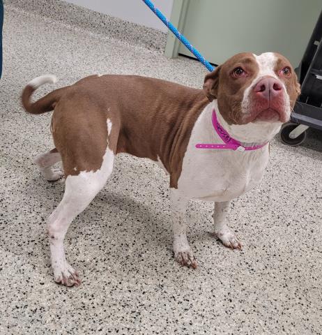 Shelter Stray Female Dog last seen Near BLOCK ASBURY PARK, DETROIT, MI 48227, Detroit, MI 48211