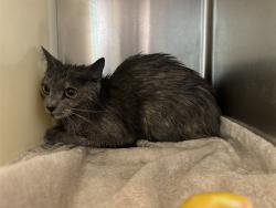 Shelter Stray Unknown Cat last seen Near BLOCK ROYALTY PL, FOUNTAIN, CO, 80817, Colorado Springs, CO 80905