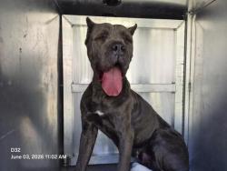 Shelter Stray Female Dog last seen Near BLOCK LONGACRE ST, DETROIT, MI 48228, Detroit, MI 48211