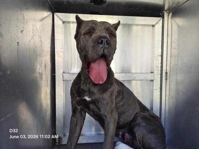 Shelter Stray Female Dog last seen Near BLOCK LONGACRE ST, DETROIT, MI 48228, Detroit, MI 48211