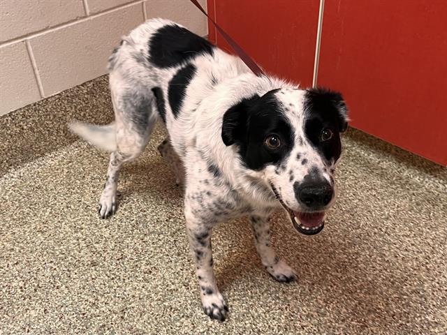 Shelter Stray Male Dog last seen Near BLOCK HWY/YODER HWY, Colorado Springs, CO 80905