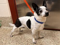 Shelter Stray Male Dog last seen Near BLOCK E ST VRAIN ST, COLORADO SPRINGS CO 80909, Colorado Springs, CO 80905