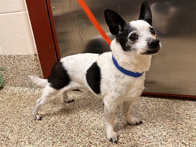 Shelter Stray Male Dog last seen Near BLOCK E ST VRAIN ST, COLORADO SPRINGS CO 80909, Colorado Springs, CO 80905