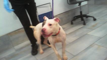 Shelter Stray Male Dog last seen CHARLOTTE, 8315 Byrum Dr, Charlotte, NC 28217, USA