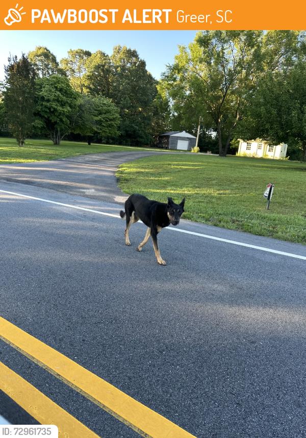 Found/Stray Unknown Dog last seen Near Skyland Elementary, Greer, SC 29651