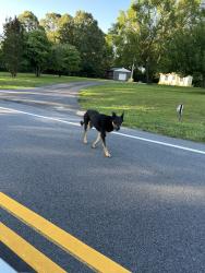 Found/Stray Unknown Dog last seen Near Skyland Elementary, Greer, SC 29651