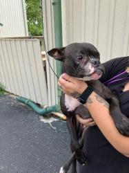 Shelter Stray Female Dog last seen Near BLOCK S GLENN AVE, WICHITA KS 67213, Wichita, KS 67219
