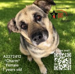 Shelter Stray Female Dog last seen , Los Angeles, CA 90047